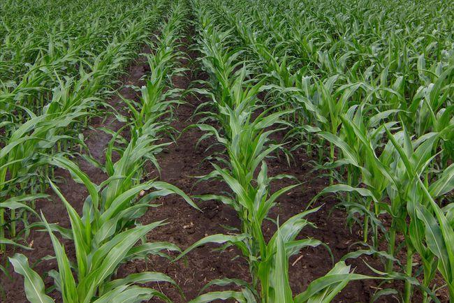 玉米苗后除草,除草剂怎么选?有哪些注意事项?