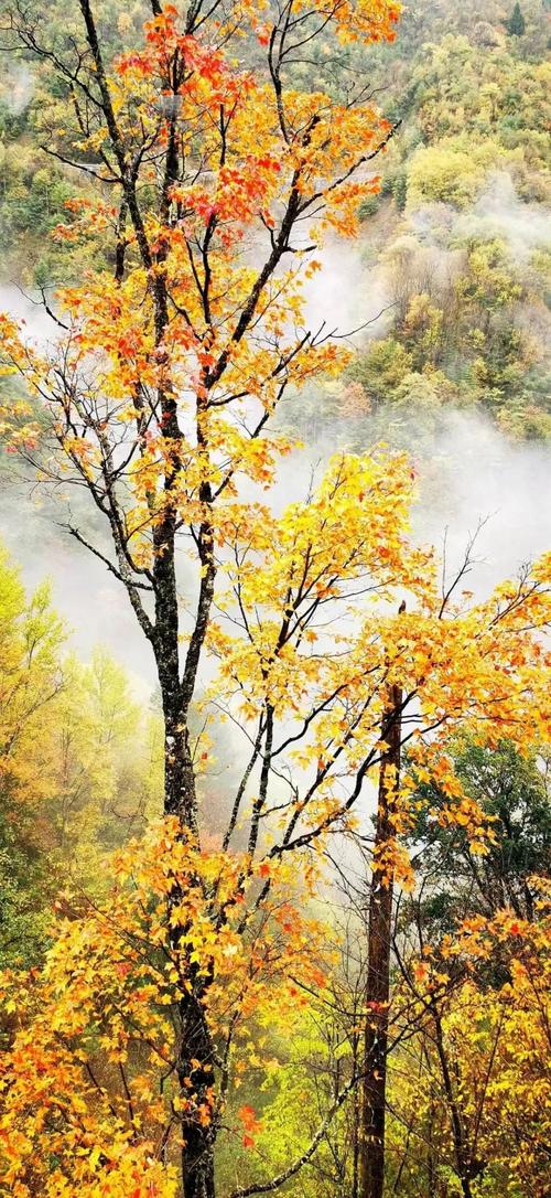 城口彩叶惊艳秋天