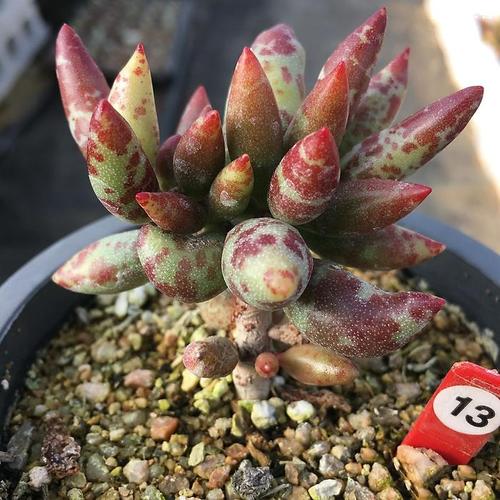 漂亮多肉植物系列 水泡 很多人都喜欢它