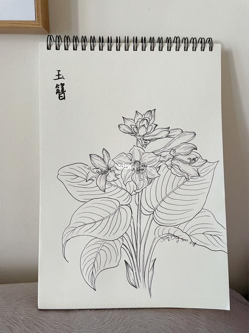 96no.91|黑白花花-玉簪_手绘_绘画_文化_绘画