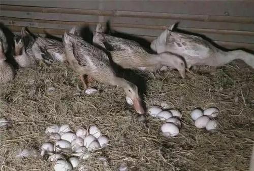 鸭子减蛋是什么原因鸭减蛋综合症怎么治疗