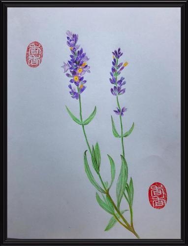 40.薰衣草 紫蓝色的情怀