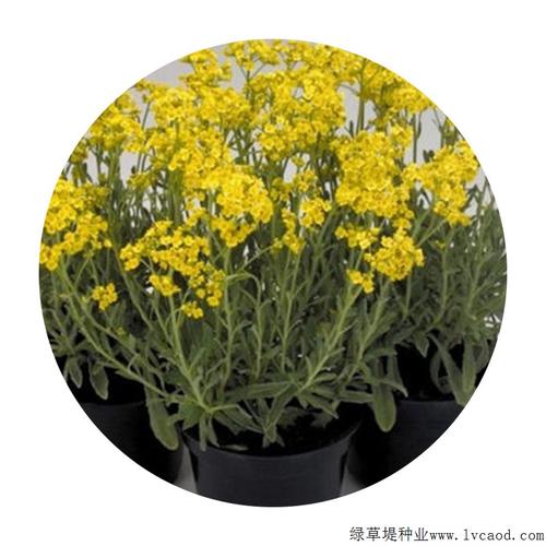 岩生庭芥花期多久岩生庭芥几月开花