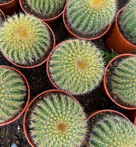 金冠 仙人球 单头 漳州多肉植物 基地批发 办公桌绿植