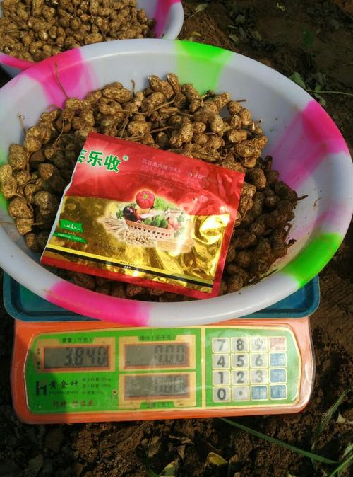 芸乐收……花生增产势不可挡…!