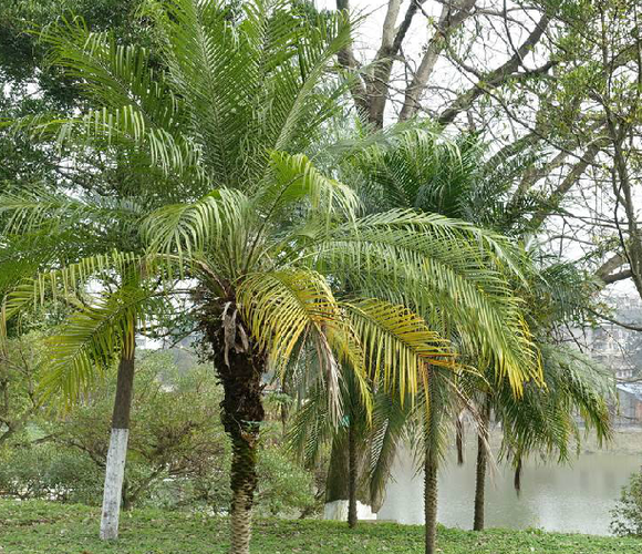  p>江边刺葵(学名: i>phoenix roebelenii /i> o.