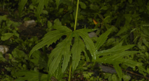 轮叶蟹甲草的植株