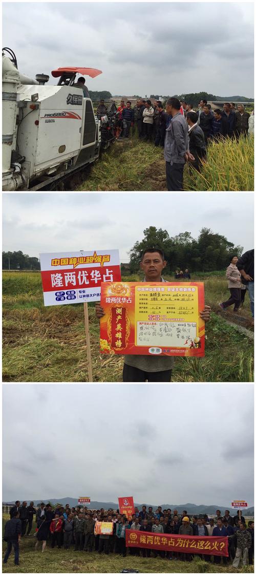 赚钱靠什么?种隆两优华占就好!