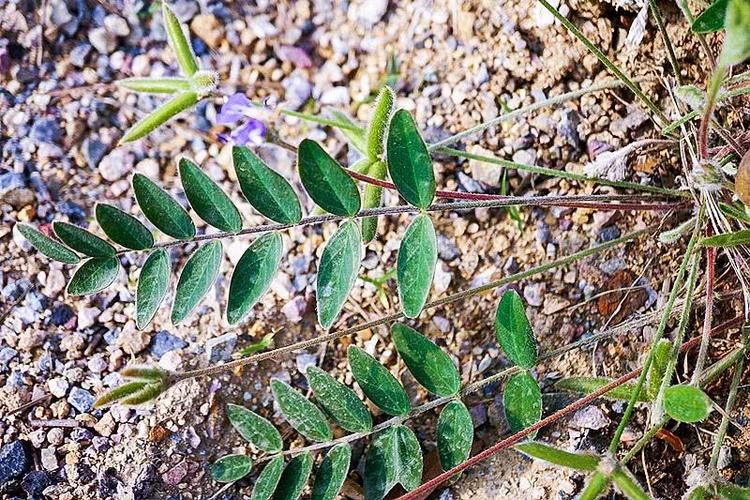 地丁草,甜地丁,小米口袋,野菜,消炎解毒