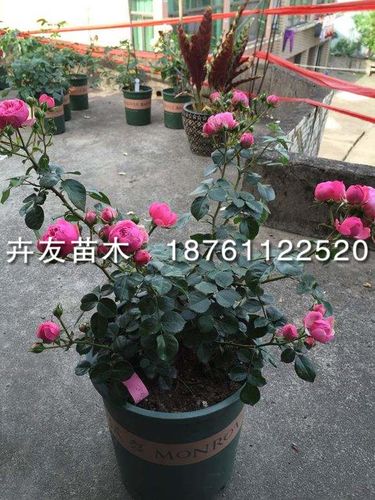 艾拉绒球艾拉绒球月季藤本月季深粉色月季花