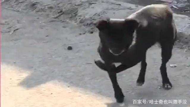 你可能不相信,我被一条狗给嘲笑了,还是一条瘸腿狗