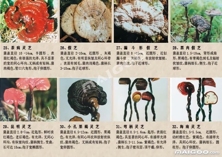 【灵芝图片及种类】野生灵芝种类图片大全一览 野生灵芝和人工灵芝的