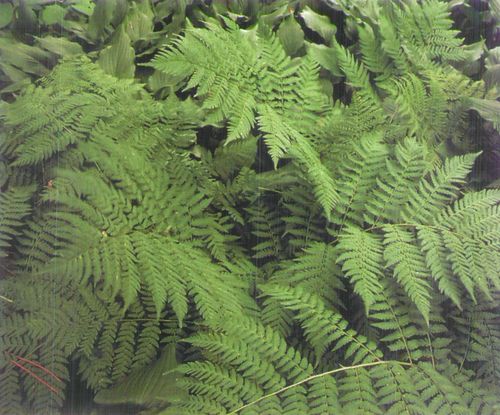 华北鳞毛蕨 鳞毛蕨科鳞毛蕨属