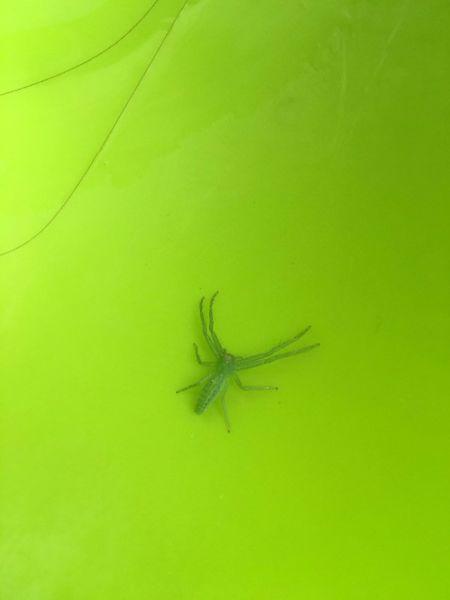 这个绿色蜘蛛是什么虫子?