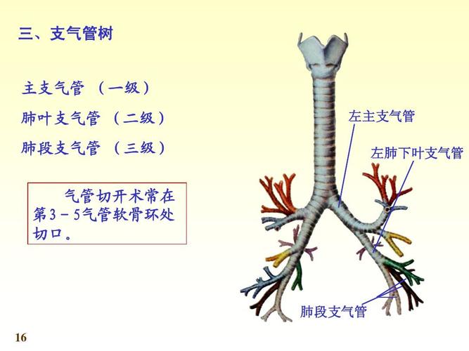 三,支气管树 主支气管 (一级) 肺叶支气管 (二级)肺段支气管 (三级)