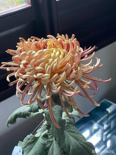 秋季赏菊何处去?醉白池菊展有看头