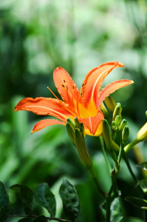 还有一个花语是隐藏起来的心情,寓意着将心情隐藏起来.