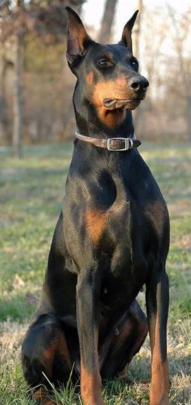 军犬的主要种类