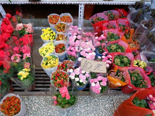 北京通州区最大的花市—八里桥 洋甘菊/玫瑰