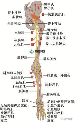 胫神经解剖简述