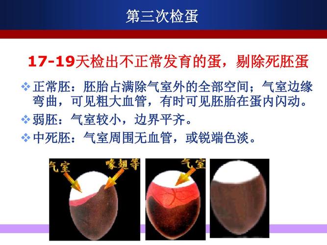 第三次检蛋 17-19天检出不正常发育的蛋,剔除死胚蛋 正常胚:胚胎占满