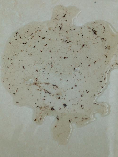 狗狗得了细小(治疗中),刚喂他吃了药吐了,有图,大家能