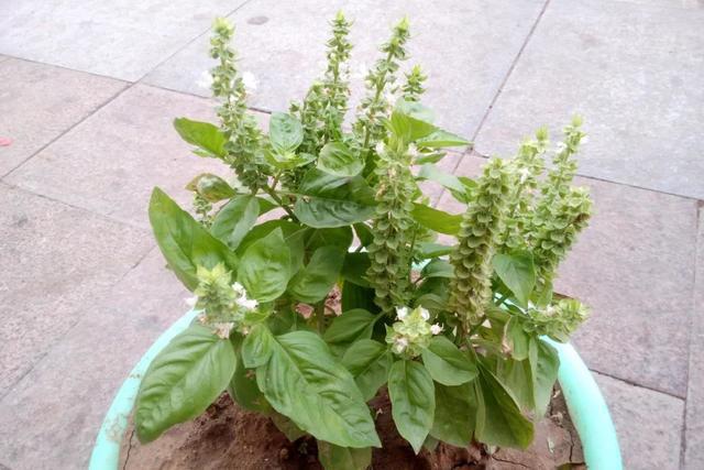 罗勒圣罗勒甜罗勒和河南荆芥到底什么关系