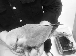 这种鹦鹉不能养 买卖双方均被拘