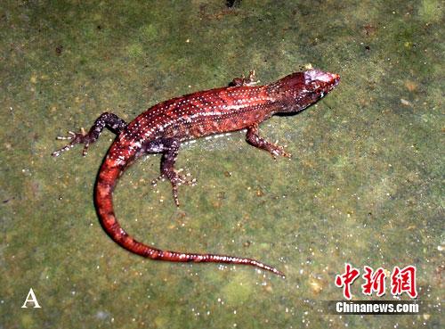 海南棱蜥首现广东始兴车八岭(图)