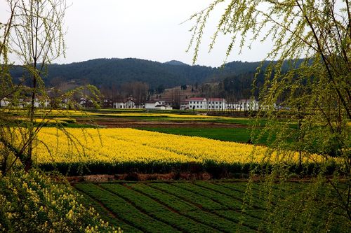 汉中油菜花花海