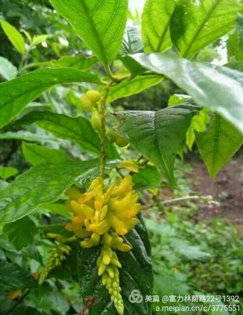 倒吊水莲(倒吊王)20公分45元