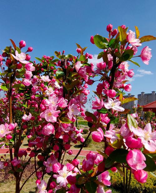 随拍甘肃庆阳市西峰区海绵人防广场,花开的艳,就问你们好看不?
