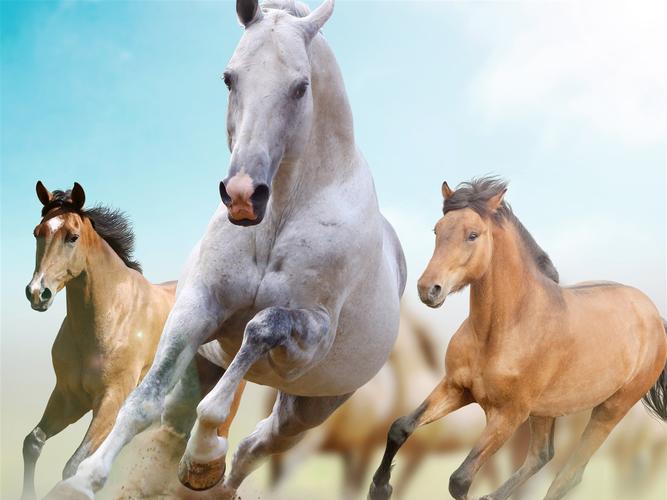 三匹马奔跑,自由 5k