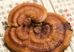 野生灵芝价格 具有哪些功效作用?