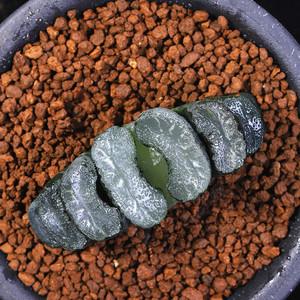 百合科瓦苇十二卷属 广重玉扇 広重 多肉组培苗 多肉植物