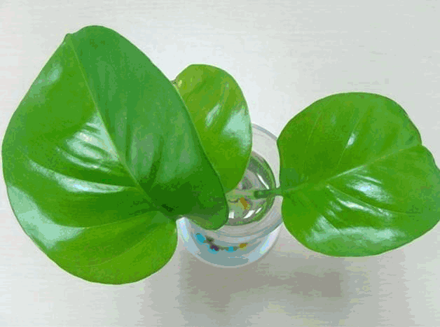 关于植物绿萝的手抄报 关于植树节的手抄报