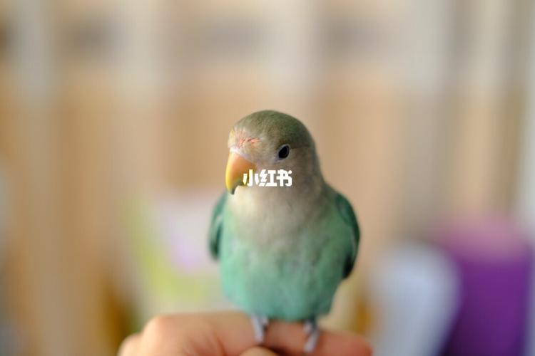 绿金顶牡丹鹦鹉_牡丹_牡丹鹦鹉_宠物_宠物其他