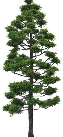 一棵笔直的松树pds素材