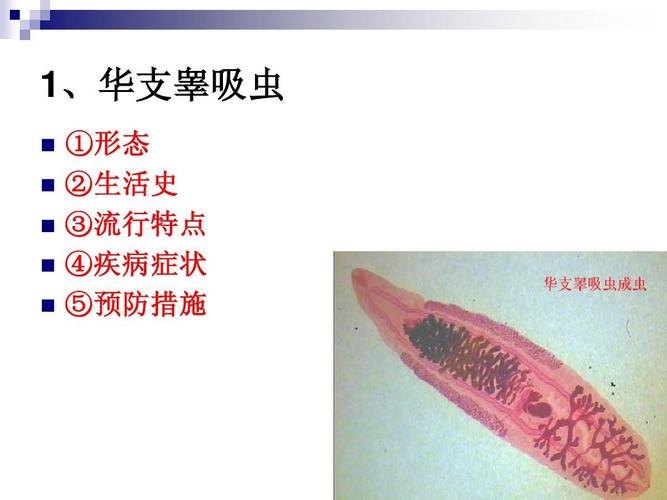 1,华支睾吸虫 , ①形态 ②生活史 ③流行特点 ④疾病症状 ⑤预防措施