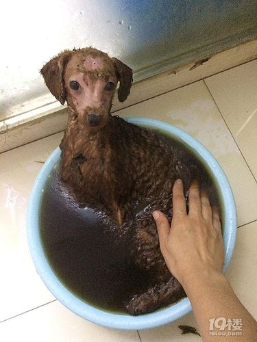 很乖的躺在盆里泡艾草药浴杀菌