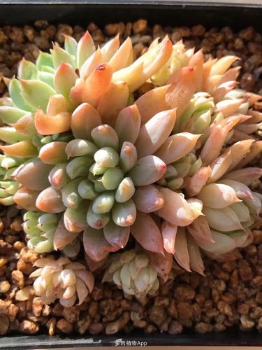 家有鲜肉                  白线