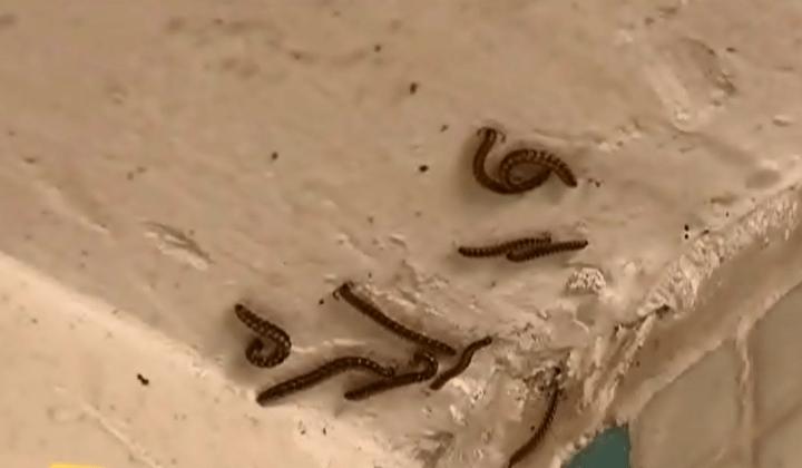 缩小版"蜈蚣"遍布四周,还入侵家里!专家表示:不用担心