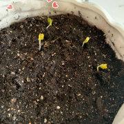 樱桃萝卜发芽了,海棠花也开的辣么辣么红,草莓和柿.