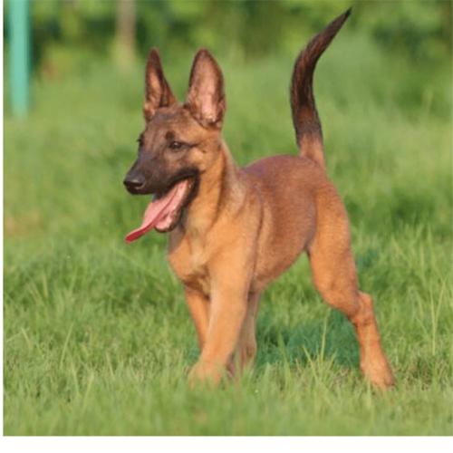 马犬纯种马犬幼犬看家护院犬爱尚