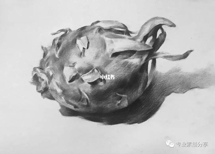 素描火龙果步骤_素描_火龙果_金牛区攻略_金牛座_文化