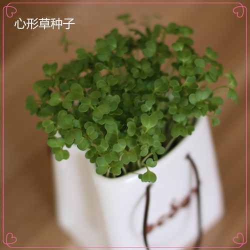 心形草种子 桌面盆栽种子 爱心草 防辐射盆栽种子