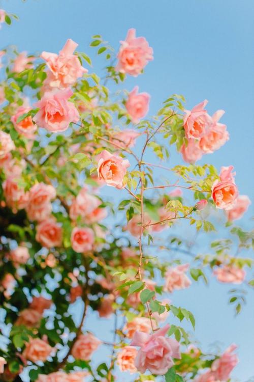 唯美浪漫月季花清新少女心摄影