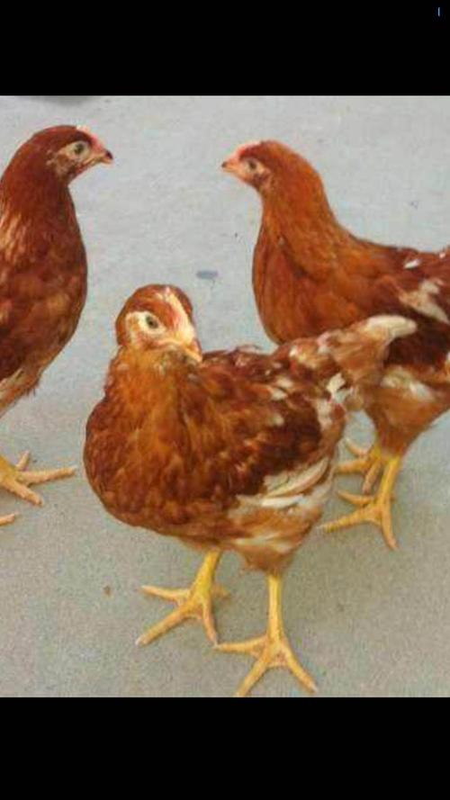 鸡得生长过程