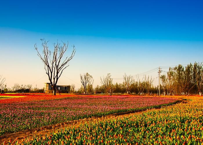 秦皇河上观花展