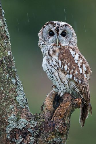 鸮形目鸱鸮科林鸮属灰林鸮灰色